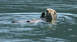 protect the sea otter’s home