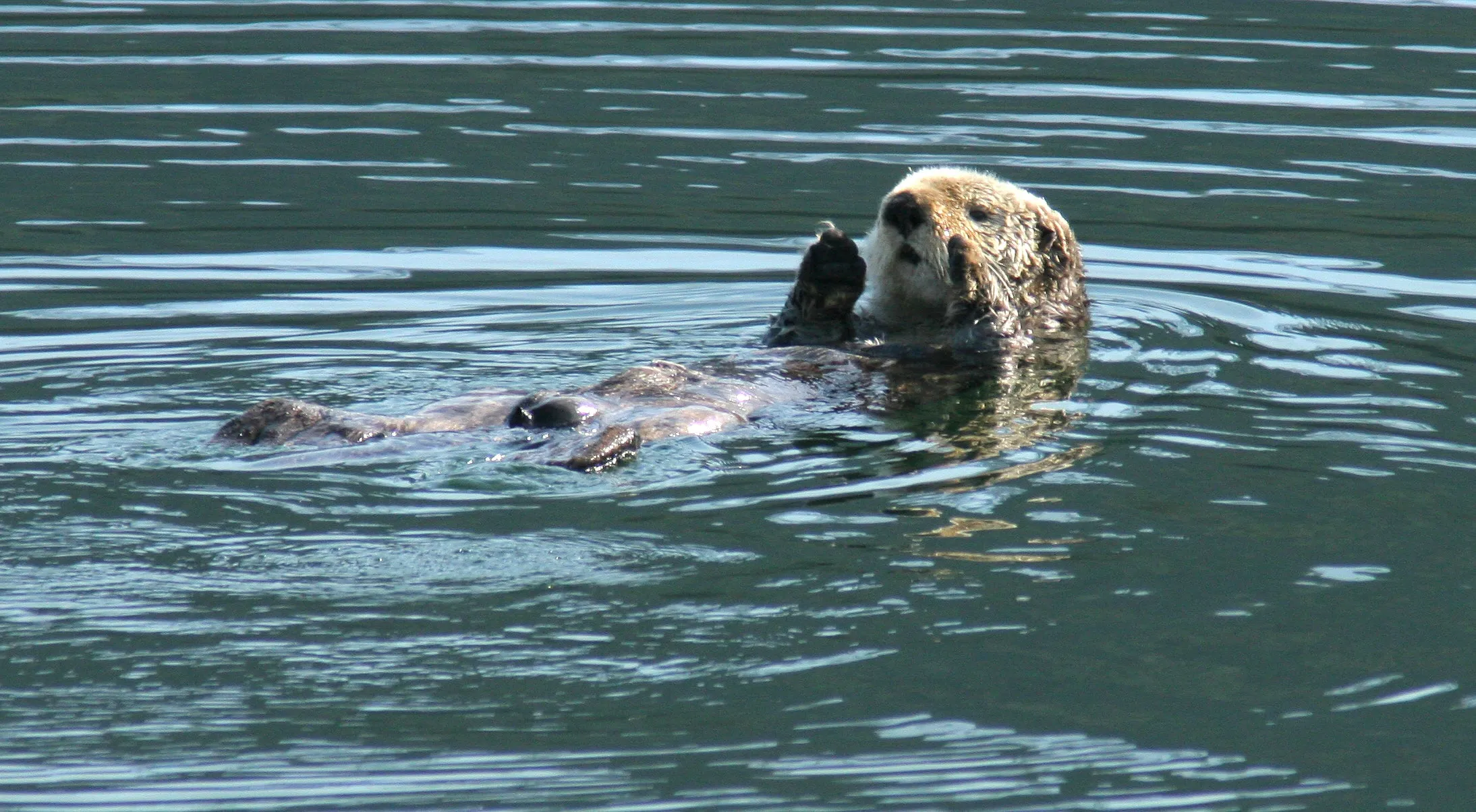 protect the sea otter’s home